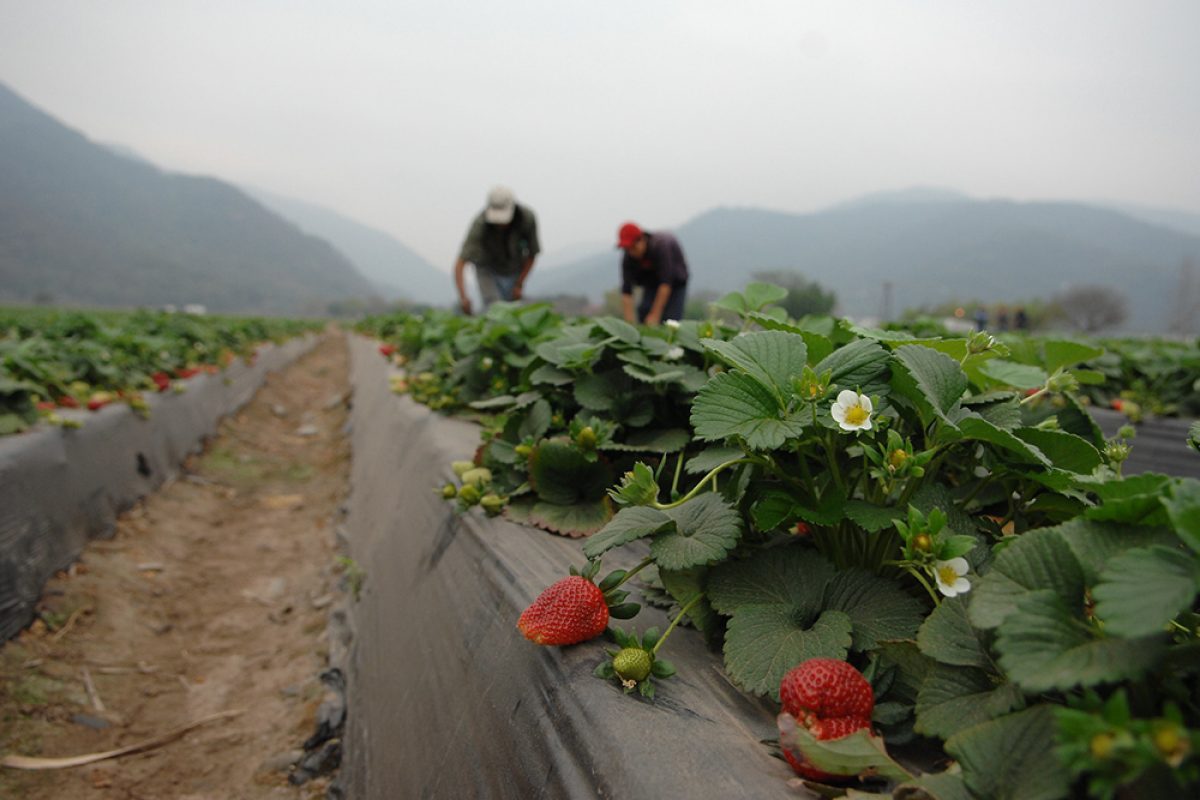 COVID-19 Pandemic Reveals Crisis in Europe’s Agri-Food Workers’ Rights 1